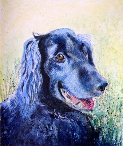 Flat Coated Retriever-Hundebild