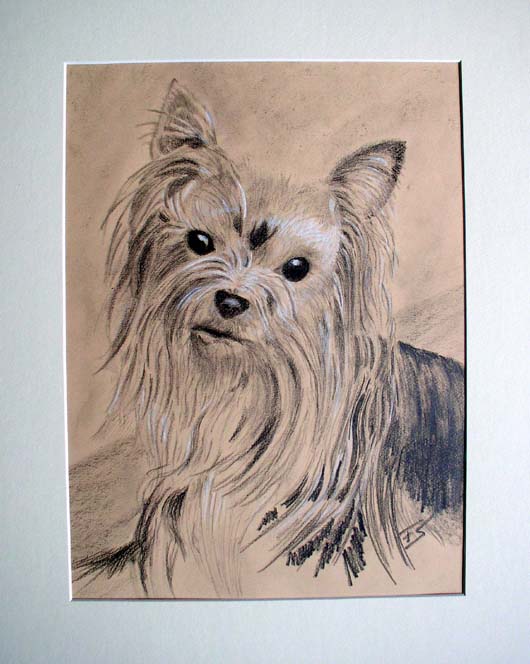 Yorkshire Terrier